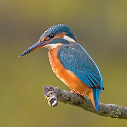 Jégmadár (Alcedo atthis)