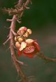 Kanonenkugelbaum (Couroupita guianensis)