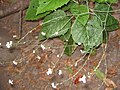 Crambe microcarpa