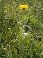 Crepis pontana