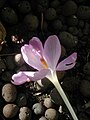 Crocus goulimyi flower