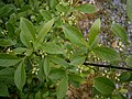 Euonymus europaeus