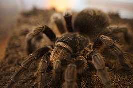 Grammostola alticeps