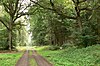 Waldweg im Grinderwald