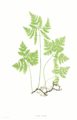 Gymnocarpium dryopteris (Oak Fern)