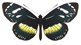 Heliconius hecuba