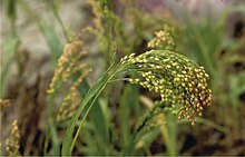 A head of millet, with each seed on a separate strand