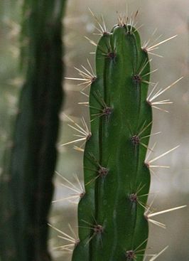 Leptocereus