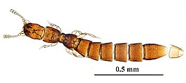 Leptotyphlinae