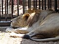 Asiatic lion