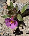 Mimulus bigelovii