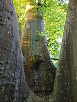 Platanen im Schlosspark