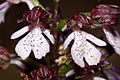 Purpur-Knabenkraut (Orchis purpurea) Blütendetail