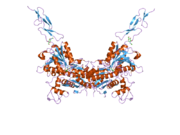 2e4v: Crystal structure of the extracellular region of the group II metabotropic glutamate receptor complexed with DCG-IV