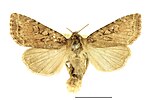 Fissipunctia ypsillon – Specimen