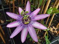 Passiflora ×kewensis 'Amethyst'