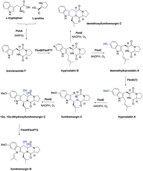 Proposed biosynthesis pathway of fumitremorgins