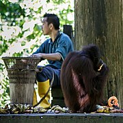 Orang-Utan an der Futterstelle