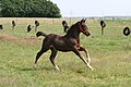 Groninger-Fohlen im Galopp