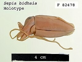 Sepia bidhaia