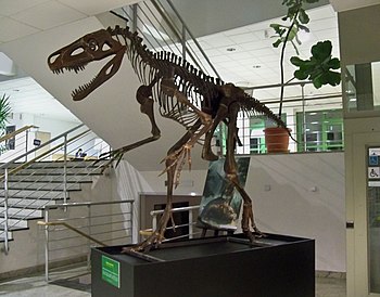 Reconstructed skeleton of Smok wawelski at the University of Warsaw.