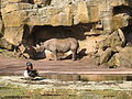 Bilder aus dem Zoo Hannover - Auch wenn der Dateiname Panzernashorn sagt, so handelt es sich hierbei doch um ein Spitzmaulnashorn