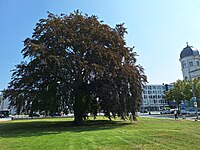 Blutbuche am Steintor in Rostock