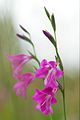 Réti kardvirág (Gladiolus imbricatus)