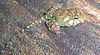 Tadpole of Indirana semipalmata on a tree bark