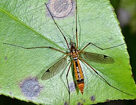 Tipula (Hesperotipula) californica