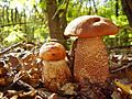 Leccinum aurantiacum