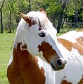 Paint Horse mit Tovero-Zeichnung und Glasaugen