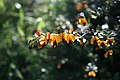 A closer-up view of the flowers of Bossiaea cinerea