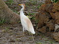 Kuhreiher Cattle Egret