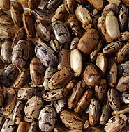 Σπόροι του φυτού μανιόκα (cassava - Manihot esculenta, Ευφορβιοειδές), μια σημαντική τροπική κονδυλώδης καλλιέργεια τροφίμων. Η κασσάβα πολλαπλασιάζεται με μοσχεύματα, αλλά οι καλλιεργητές των φυτών, χρησιμοποιούν σπόρους για να επιτύχουν βελτιωμένες ποικιλίες. Αυτοί οι σπόροι, συλλέχθηκαν από φυτά που καλλιεργήθηκαν στη νότια Μοζαμβίκη.