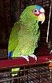 (Amazona albifrons)