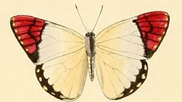 Colotis celimene