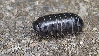 Armadillidium vulgare