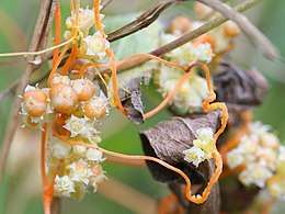 Cuscuta (Solanales)