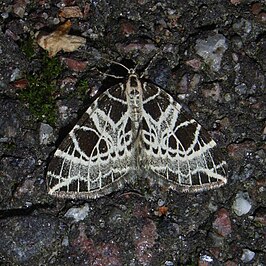 Eustroma reticulata