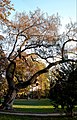 Uno degli alberi secolari dei Giardini della Guastalla (Milano).