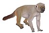 Artist's restoration of Hadropithecus stenognathus.