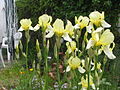 waaier bij een hybride van Iris germanica