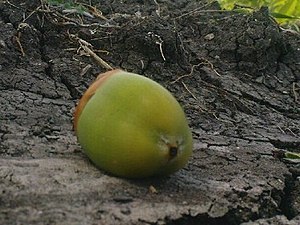 K.Pudur Village Coconut