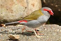 Red-browed Finch