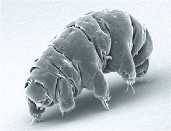 image of a tardigrade