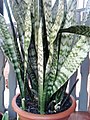 Sansevieria trifasciata - Anyósnyelv