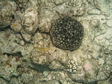 A pin-cushion sea star on a rocky reef.