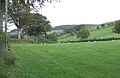 Grasende Schafe in der Nähe des Dorfes
