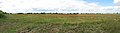 Shropshire Poppy Field, nr Withington.